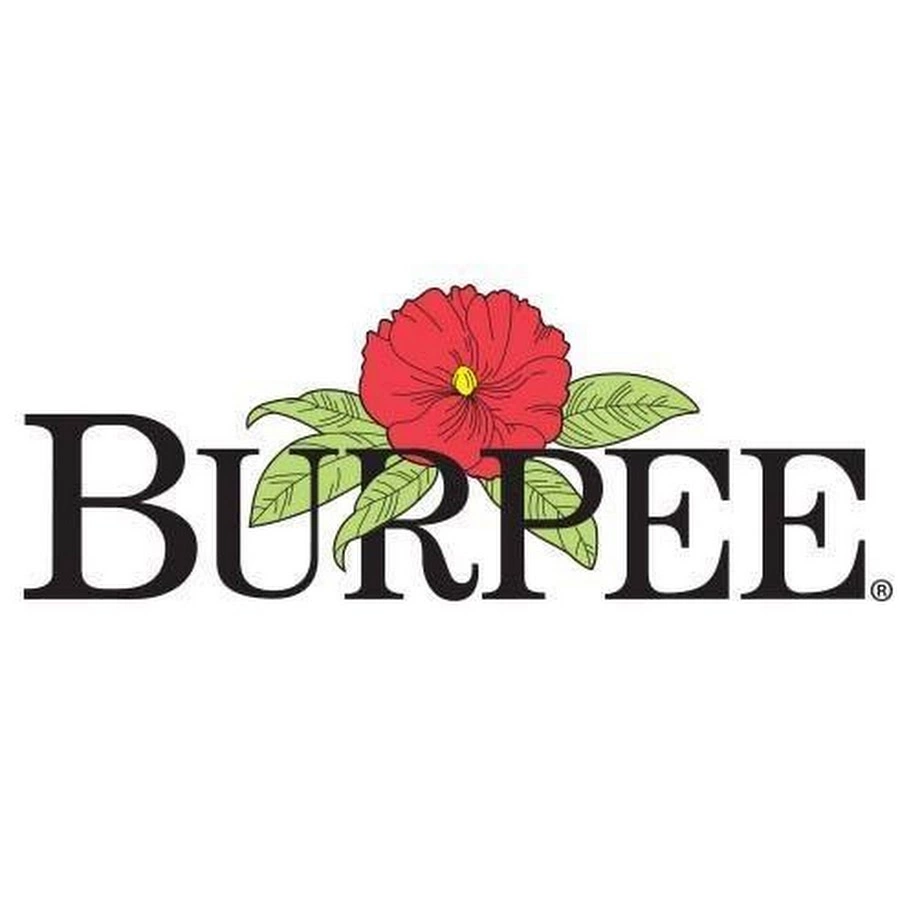 Burpee